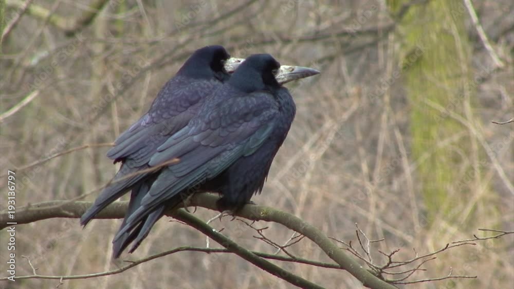 Pair of Rook birds on tree branch during an early spring nesting season Pair of Rook birds on tree branch during an early spring nesting season