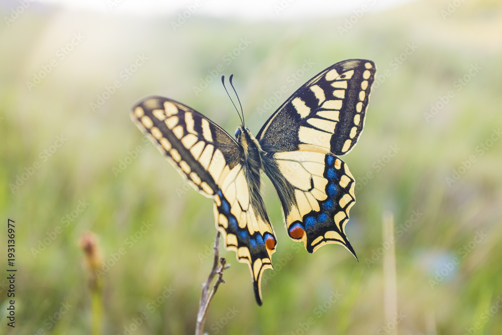 Close up butterfly on flower with blurry background. Soft backlight and small depth of field Close up butterfly on flower with blurry background. Soft backlight and small depth of field