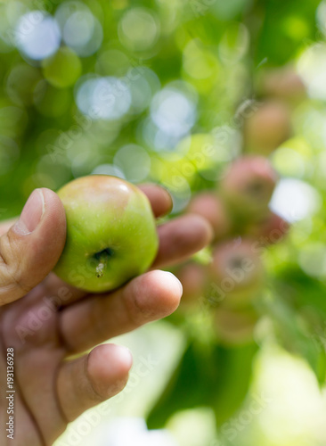 Juicy apple in hand in the garden