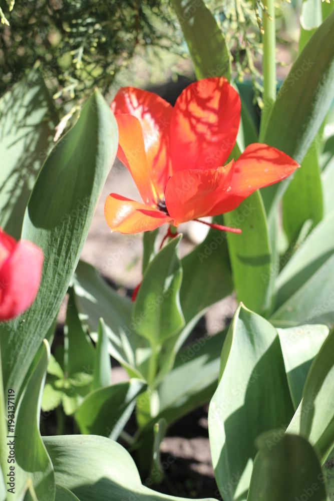 Fototapeta premium Tulipan