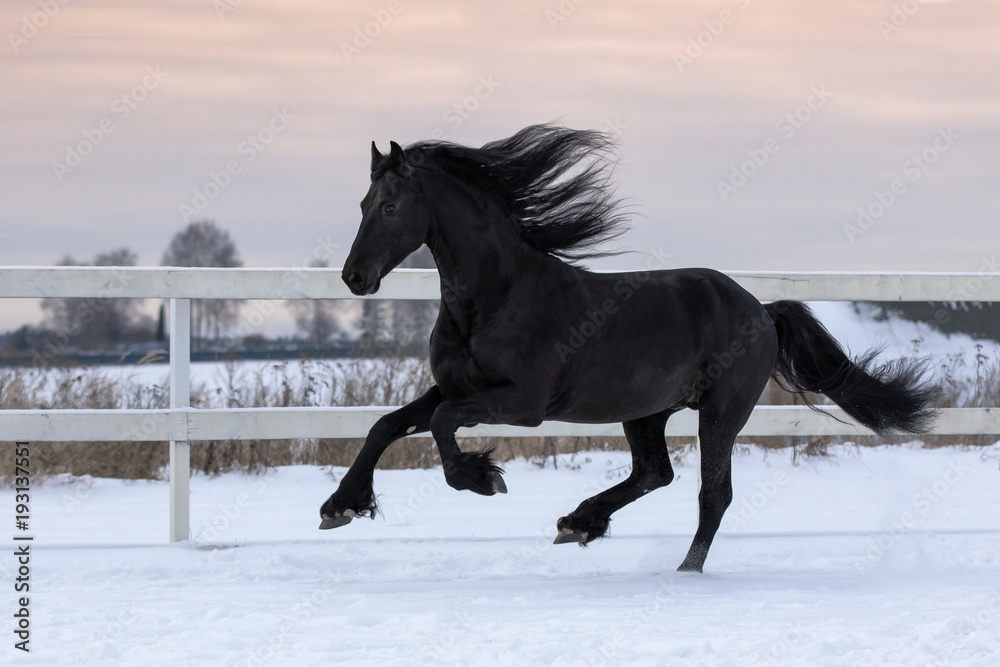 Black friesian horse with the mane flutters on wind running gallop on the snow-covered field in the winter