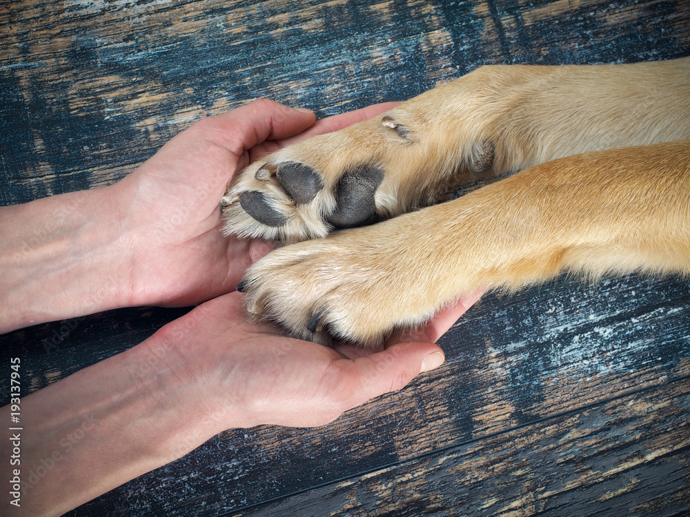 Human hands gently holding the dog's paws Human hands gently holding the dog's paws