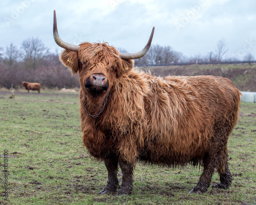 Scottish cow on pasture