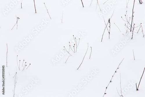 Dry grass in snow on nature in winter
