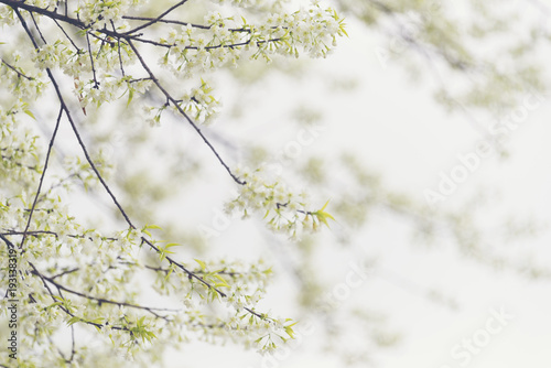 White flower tree on the na...