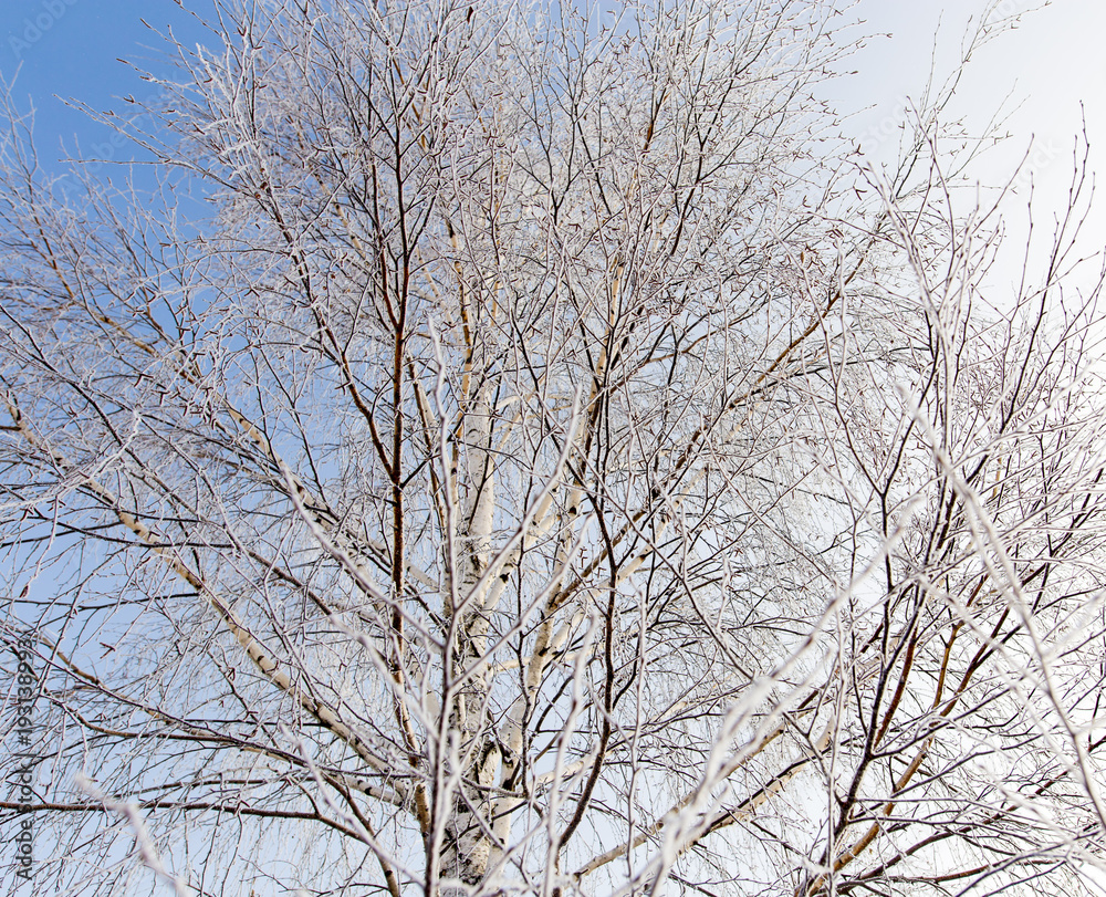 White birch branches in winter against a blue sky White birch branches in winter against a blue sky