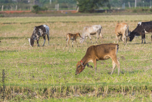 cattle farm field in Thailand