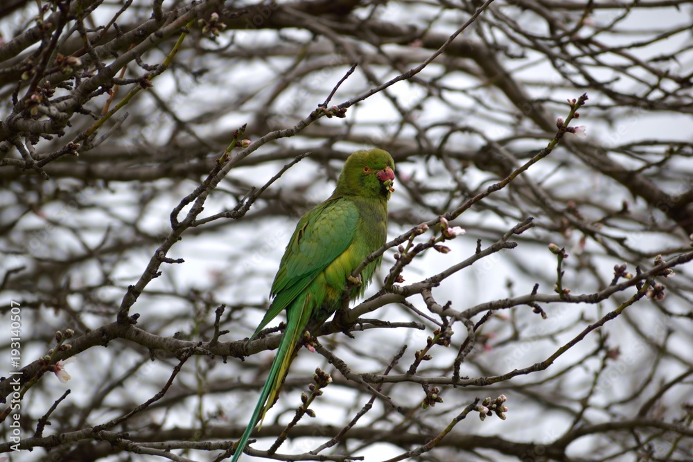 Green parrot sitting on a tree. Green parrot sitting on a tree.