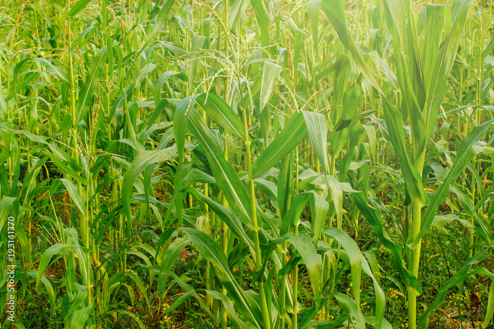 Young maize field,Corn field in early morning light Young maize field,Corn field in early morning light
