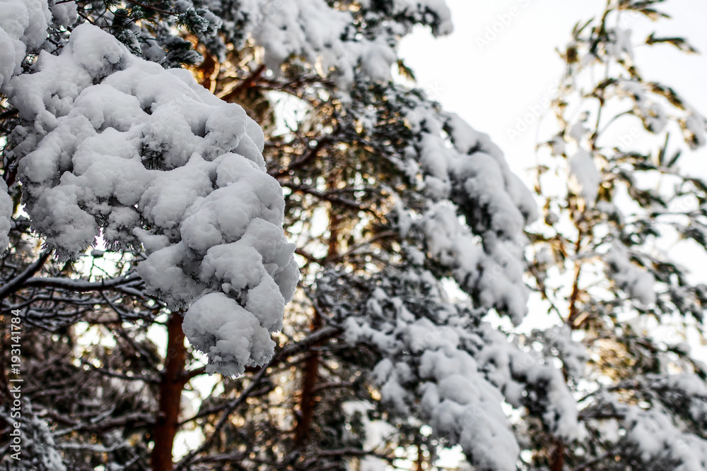 the beautiful winter day in the woods is a lot of snow the beautiful winter day in the woods is a lot of snow
