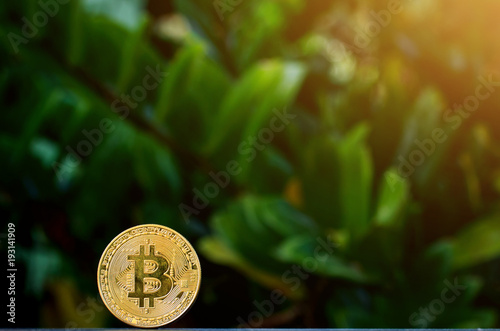 Bitcoin on wooden table and nature background.Bitcoin as most important cryptocurrenc photo