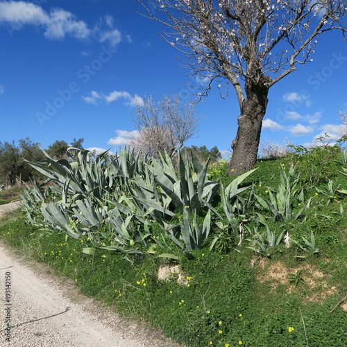 spring, bright blue sky, almond trees in february in europe, portugal photo