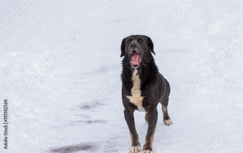 Portrait of mixed breed black stray dog yawning on a winter street