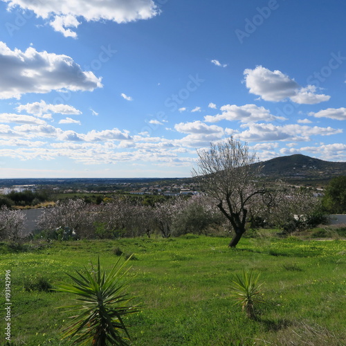 spring, bright blue sky, almond trees in february in europe, portugal photo