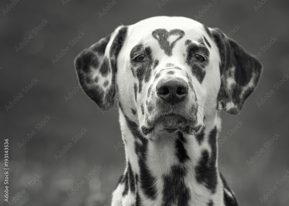 Dalmatian dog with a spot in the form of heart on the head. Black and white image