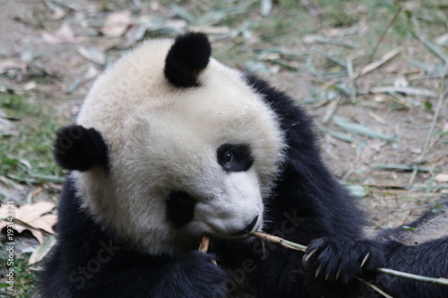 Fototapeta Naklejka Na Ścianę i Meble -  Funny Fluffy Panda Eating Bamboo Shoot, Chengdu, China