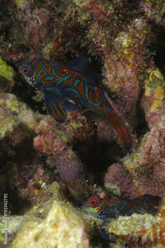 Male and female Mandarin Fish (Synchiropus splendidus) hidden in hard coral cavities. © aspas