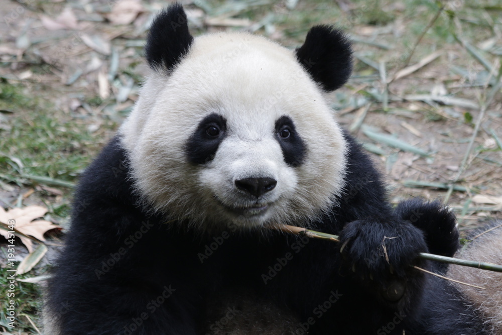 Funny Fluffy Panda Eating Bamboo Shoot, Chengdu, China Funny Fluffy Panda Eating Bamboo Shoot, Chengdu, China