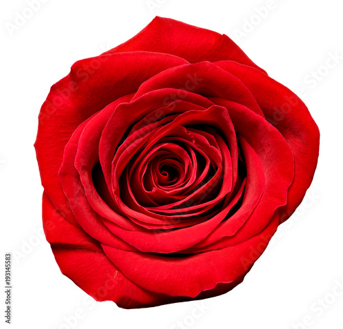 Fototapeta Naklejka Na Ścianę i Meble -  flower rose petal blosspm background