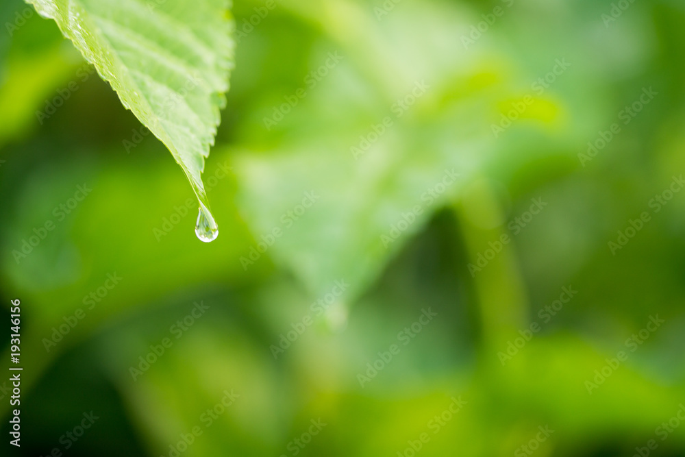 Drops of water on a green leaf, natural background.