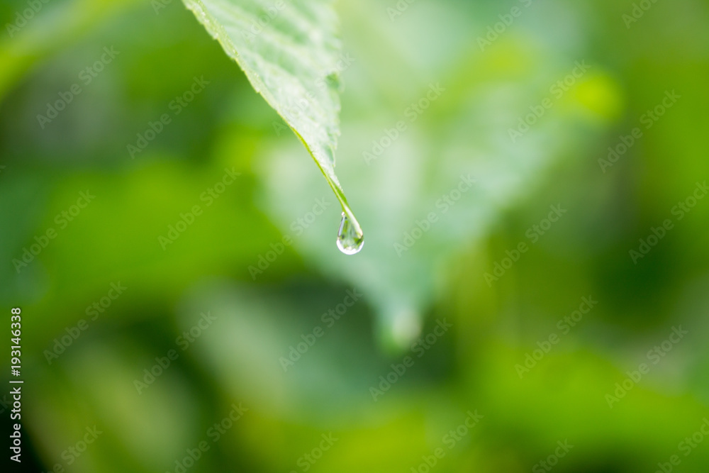 Obraz premium Drops of water on a green leaf, natural background.CR2