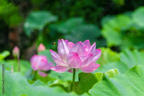 The Lotus Flower and bee.Background is the lotus leaf and lotus bud  and lotus flower and tree.Shooting location is Yokohama  Kanagawa Prefecture Japan.