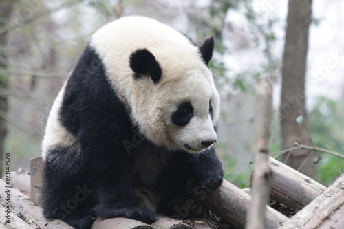 Funny Pose of Ginat Panda, Chengdu, China