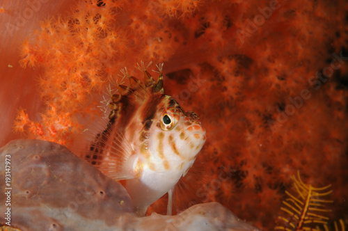 A coral hawkfish (Cirrhitichthys falco) resting on a sponge with red coral fans in back.ground. Macro shot taken in Malapascua island, Cebu Philippines photo