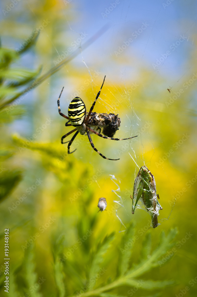 Spider - Argiope bruennichi, Spider-wasp and its prey. Spider - Argiope bruennichi, Spider-wasp and its prey.