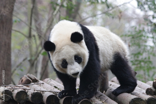 Panda is exploring his Playground, Chengdu, China