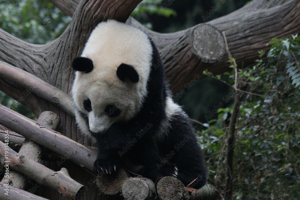Little Panda is Exploring his Playground , China Little Panda is Exploring his Playground , China
