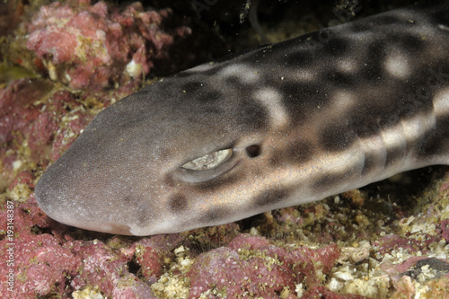 Εκτύπωση καμβά Head portrait of a Coral Catshark (Atelomycterus marmoratus) resting on the rocky bottom