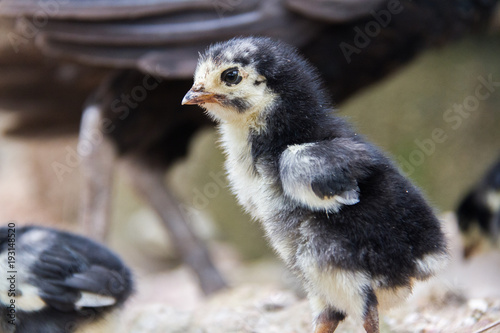 Little chickens black and white color is walking on the ground