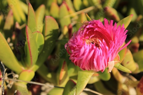 Carpobrotus edulis plant in the garden in spring