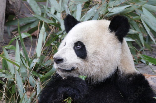 Giant Panda smiles Sweetly  Chengdu  China