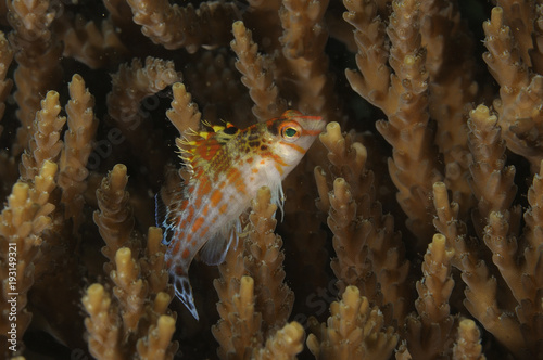 A juvenile coral hawkfish (Cirrhitichthys falco) among coral branches. Macro shot taken in Malapascua island, Cebu Philippines photo