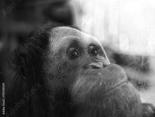 orangutan photo