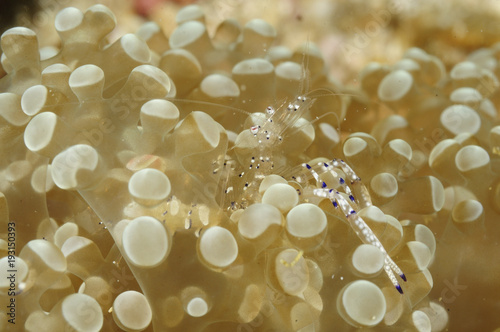 A 'Gelek' anemone shrimp (Ancylomenes holthuisi), hidden in its symbiotic anemone. Macro shot taken in Malapscua island, Cebu Philippines photo