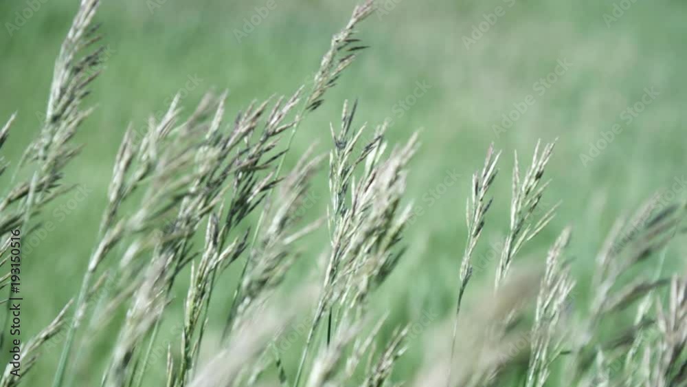 Clean wind blowing through prairie grass near wind energy site 