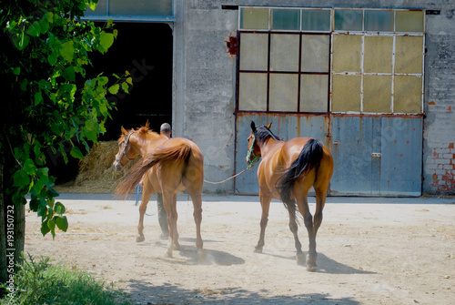 Horses  photo