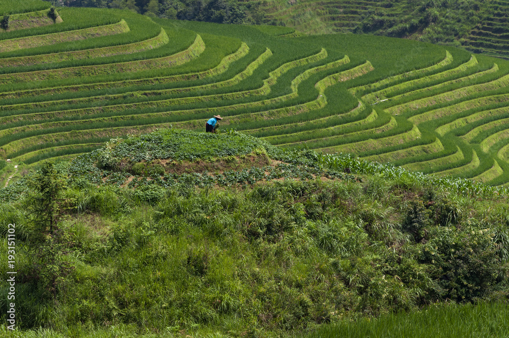 Female farmer working the land at the Longsheng Rice Terraces near the of the Dazhai village in the province of Guangxi, in China; Concept for travel in China and beutiful and serene landscape