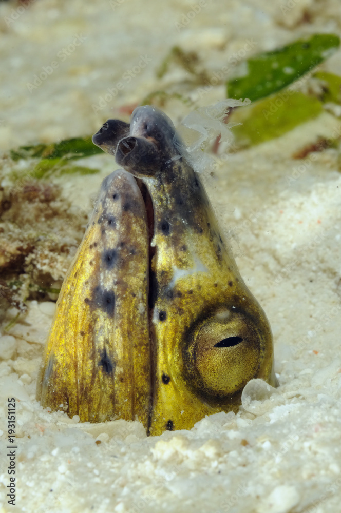Foto de Black-Finned Snake Eel (Ophichthus melanochir) with the head ...