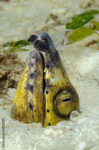 Black-Finned Snake Eel (Ophichthus melanochir) with the head sticking out of the sand. Macro photo taken in Malapascua island, Cebu Philippines photo