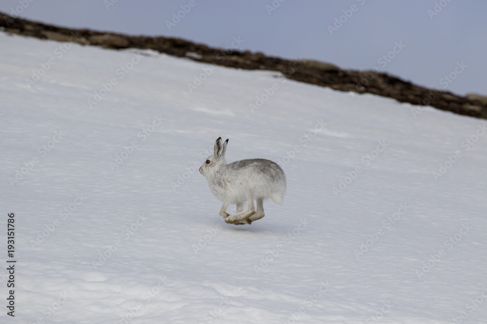 mountain hare, Lepus timidus, wild in group and running on snow in winter, february in the cairngorms national park, scotland