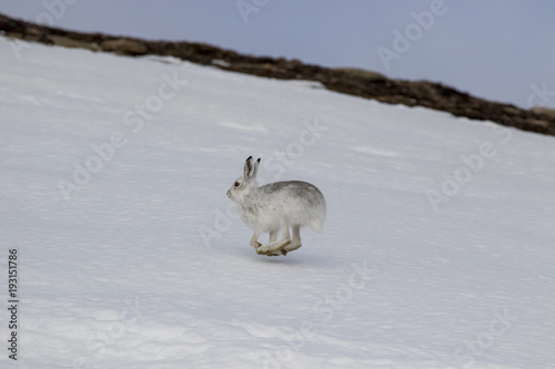 Obraz na płótnie mountain hare, Lepus timidus, wild in group and running on snow in winter, february in the cairngorms national park, scotland w salonie