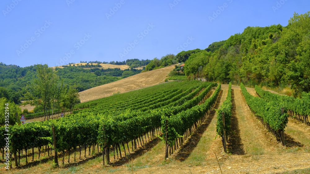 Summer landscape near Chianciano and Montepulciano