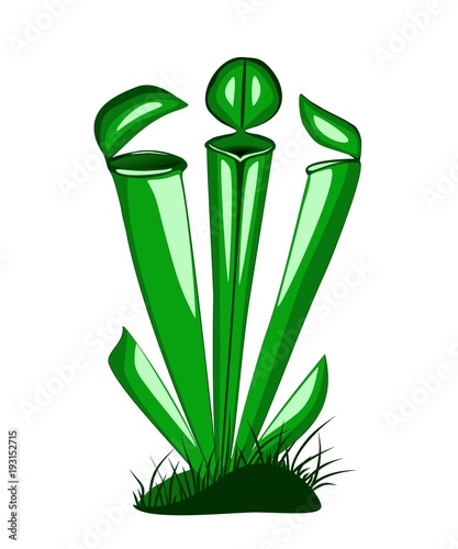 Sarracenia