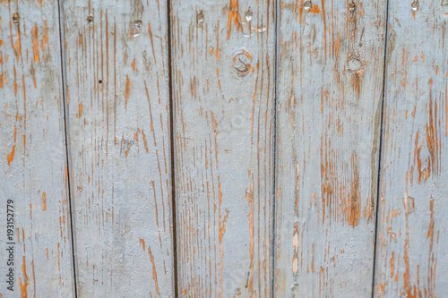 Wooden background of an old tree with cracked blue paint