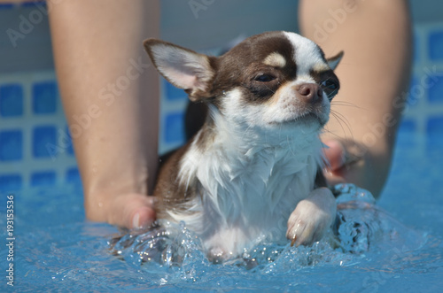 Women's hands hold a small dog breed Chihuahua which bathes in the pool.
