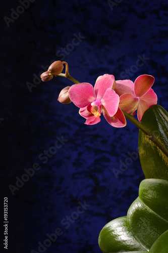 Orchid on a background of corduroy blue wallpaper photo